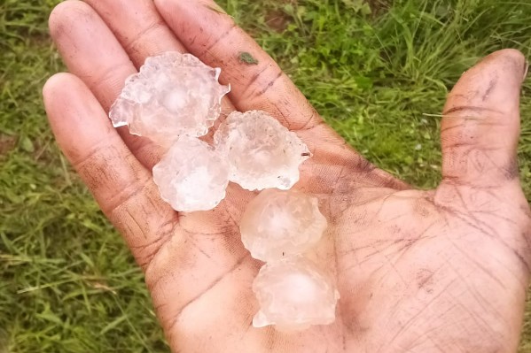 Grêle dans les vignes d'Irouléguy : un appel à la solidarité et aux dons