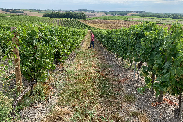 Cognac réduit de 10 % son rendement à passer en chaudière