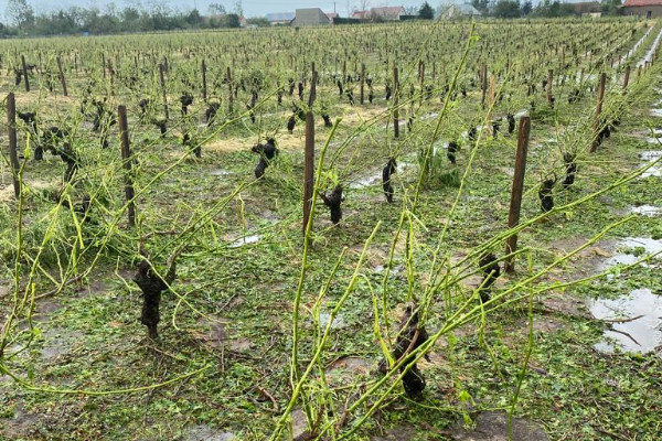 Vignerons, partagez vos expériences de la grêle ce millésime 2023