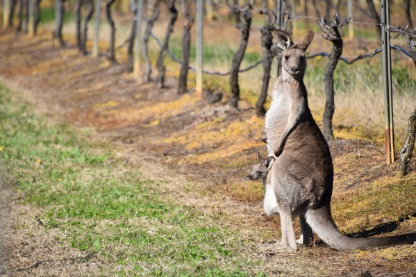 La plus grande coopérative australienne envisage de porter plainte contre Accolade Wines