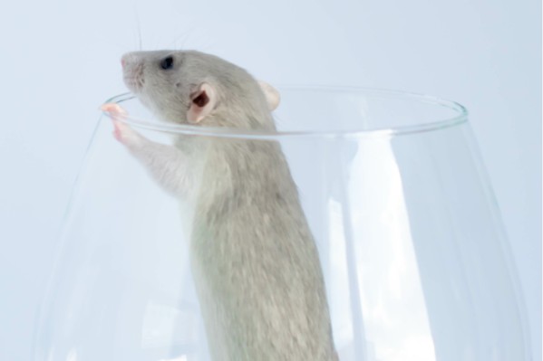 Il n’y a pas que les bretts qui donnent au vin des goûts de souris