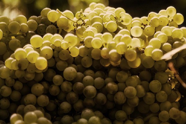 La coopérative Chassenay d’Arce affiche un « joli » bilan en 2022 