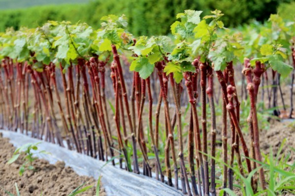 La lutte contre la flavescence dorée allégée pour les pépiniéristes viticoles