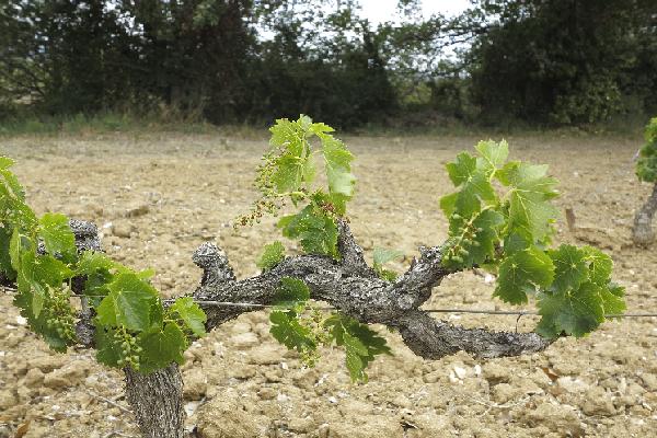  'La vigne ne pousse pas' : le désarroi des vignerons des Pyrénées-Orientales face à la rude sécheresse