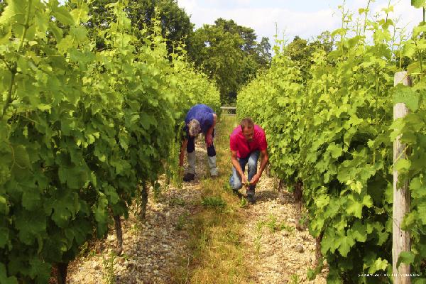  Des chômeurs en fin de droit renouent avec l'emploi dans des vignes du Val de Loire