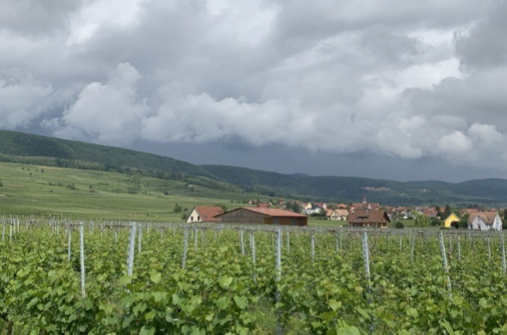 Du mildiou partout dans les vignes d'Alsace
