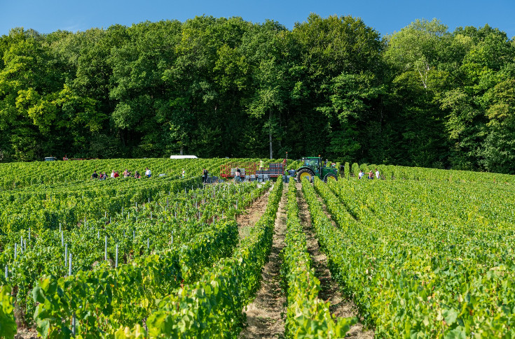 Mode d'emploi de vendanges socialement et collectivement réussies