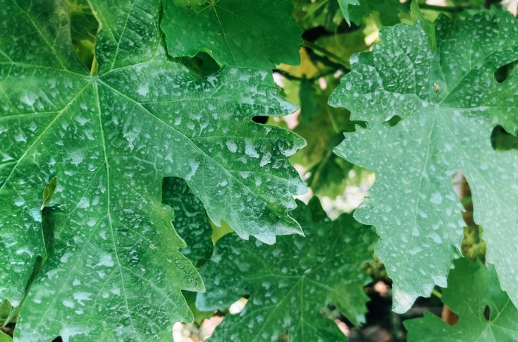 Le mildiou fait les poches des vignerons bergeracois