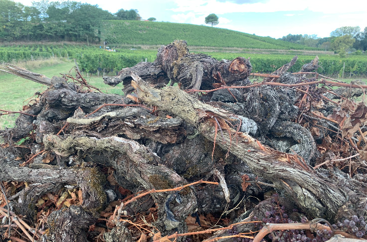Vous voulez des aides à l’arrachage ? Vignerons, dîtes-le, maintenant !