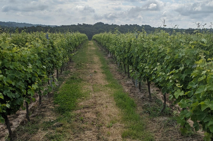 Jusqu'à 200 mm d’eau s'abattent d’un coup sur les vignes gasconnes