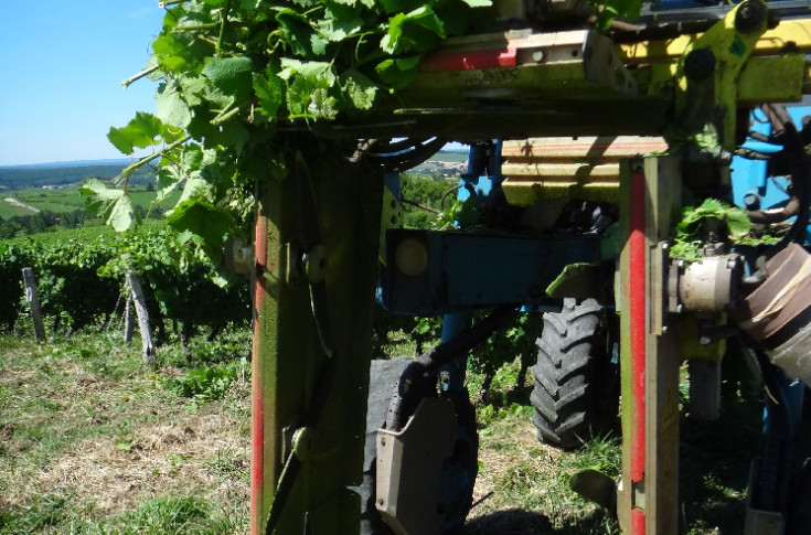 Nettoyer sa rogneuse, le geste à adopter pour lutter contre la flavescence dorée dans les vignes