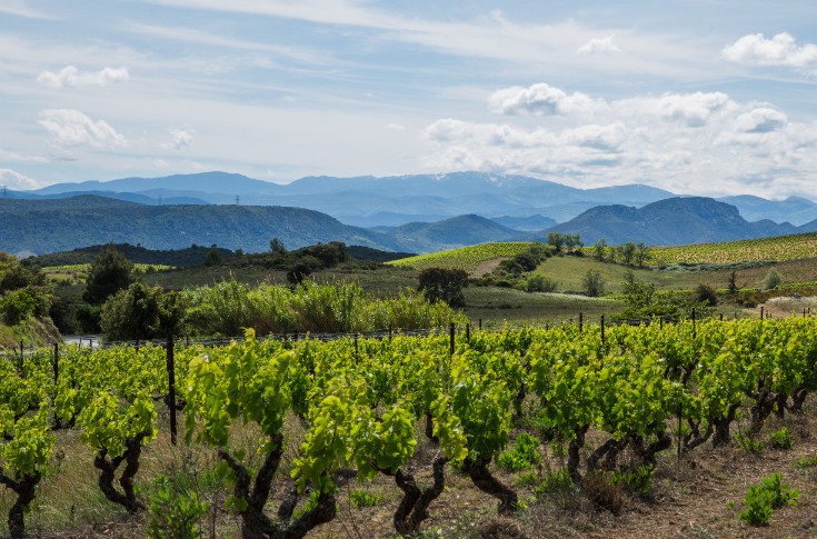 Beau potentiel mais premiers signes de stress hydrique dans le vignoble de l’Aude