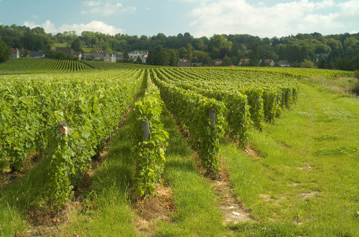 Plus de glyphosate dans l'interrang des vignes de Champagne