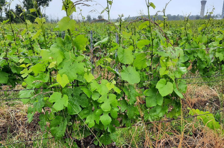 Un an après, les effets de la tornade se font encore sentir sur les vignes