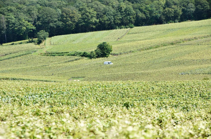 Retour à la normale sur le marché des vignes champenoises en ce début 2024