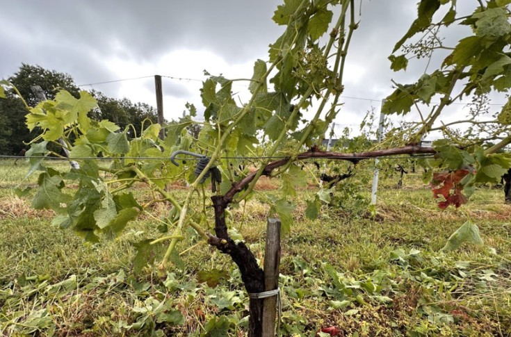 Quand la grêle met à sac les raisins et le vignoble : 