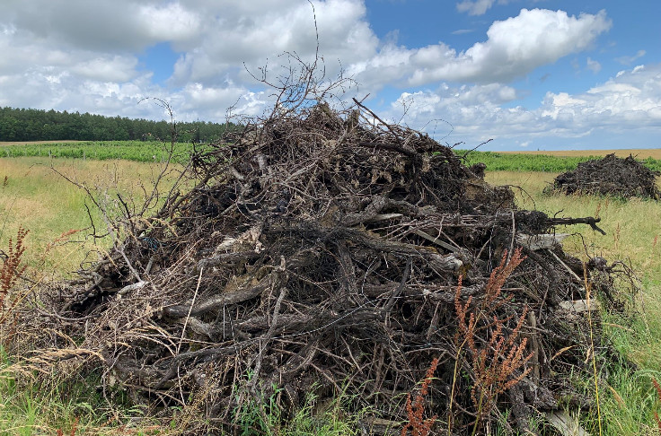 Arrachage doublement prolongé pour les vignes bordelaises