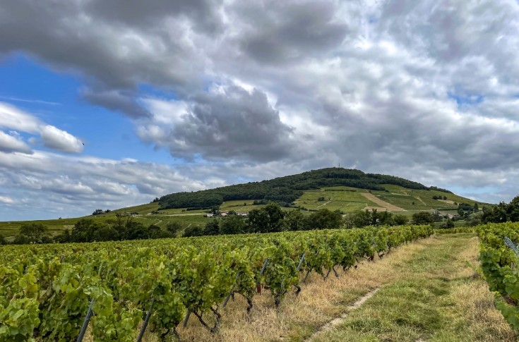 64 ha de vignes pérennisées par un portage coopératif dans le Beaujolais