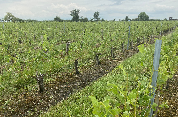 1 913 ha de vignes grêlées s'ajoutent à 