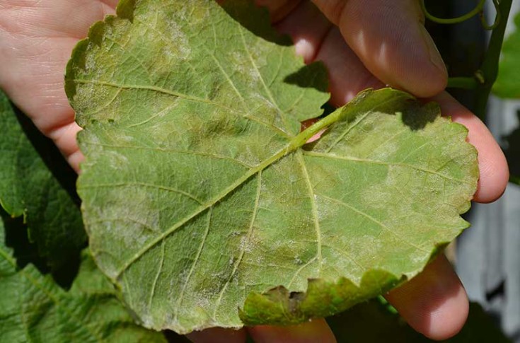 Des vignes résistantes décrochent sous la très forte pression mildiou