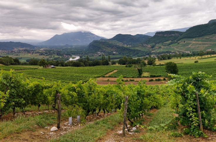 Millésime très compliqué par le mildiou dans les vignes de Savoie et de Bugey