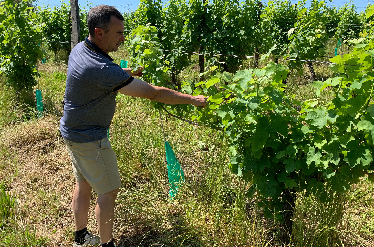 Il alerte sur les dégâts de chevreuil sur vigne et récolte les invectives en ligne