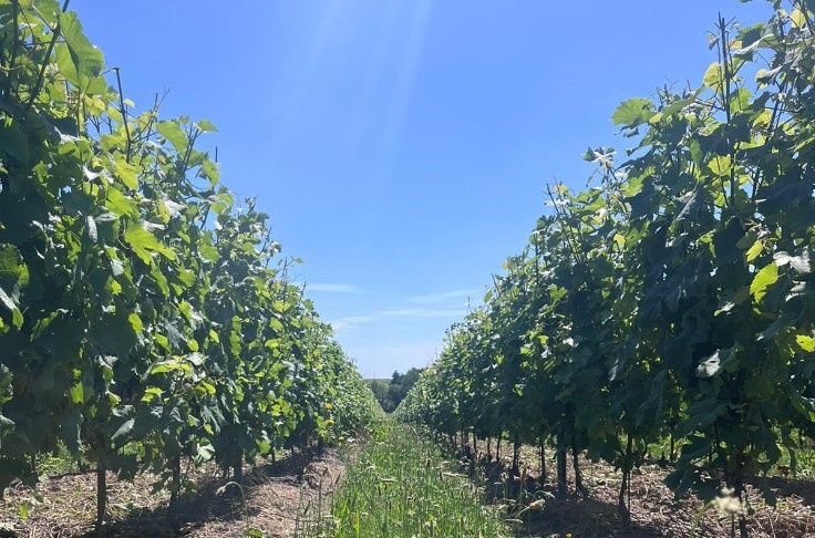 Dans les vignes angevines, un millésime fatiguant mais qui donne espoir