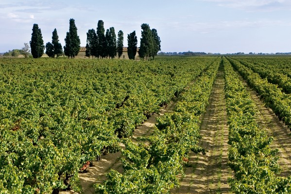 Quand le terroir parle à 9°.alc dans le vin