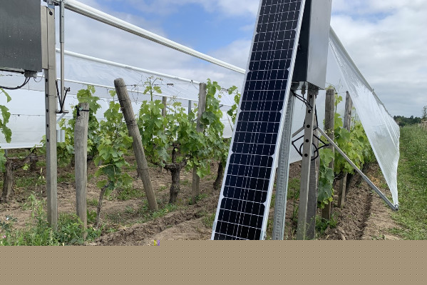 60 €/m l’éradicateur de mildiou, le parapluie de la vigne pour zones sensibles [vidéo]