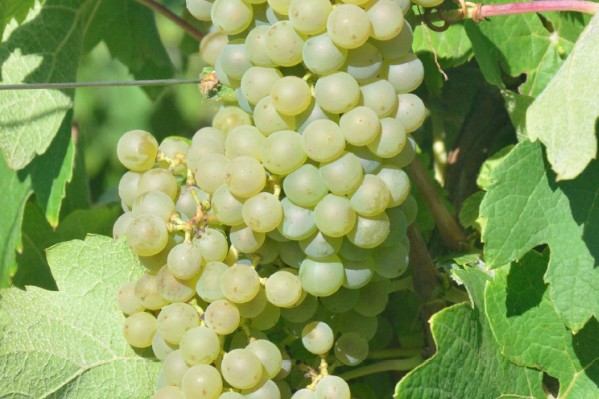 Jusqu’à 90 % de fongicides en moins avec ce nouveau cépage blanc
