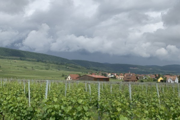 Du mildiou partout dans les vignes d'Alsace