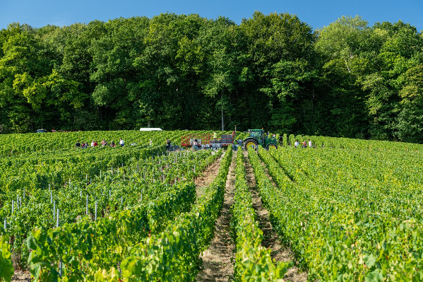 Mode d'emploi de vendanges socialement et collectivement réussies