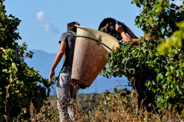 La santé des vignerons mise à mal par le réchauffement climatique