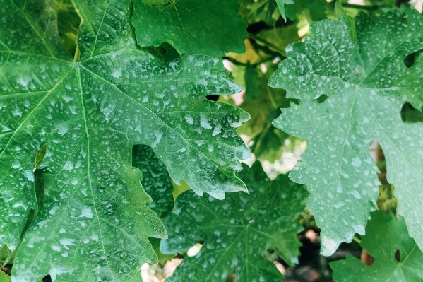 Le mildiou fait les poches des vignerons bergeracois