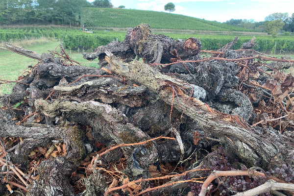 Vous voulez des aides à l’arrachage ? Vignerons, dîtes-le, maintenant !
