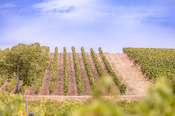 'On voit cette année des dizaines d’hectares de vignes non taillées'