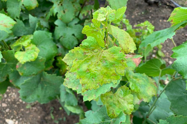 Le biocontrôle antimildiou Romeo change de main