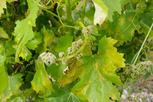 Pas une parcelle de grenache sans mildiou en Vallée du Rhône méridionale