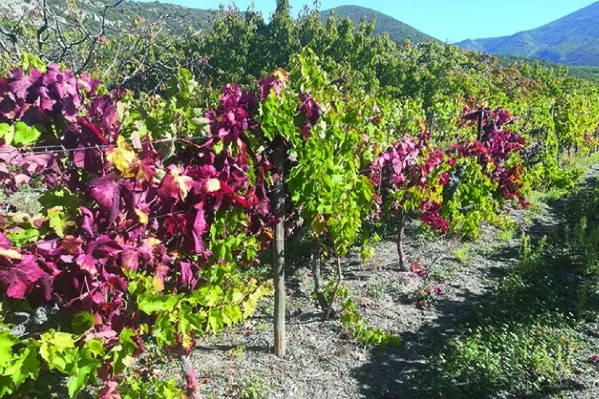 Une cellule de crise contre la flavescence dorée dans le Var
