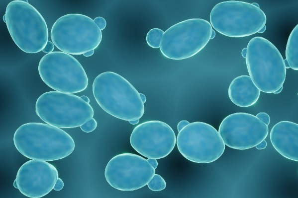 Toutes les levures et bactéries oenologiques du marché à disposition dans cet index