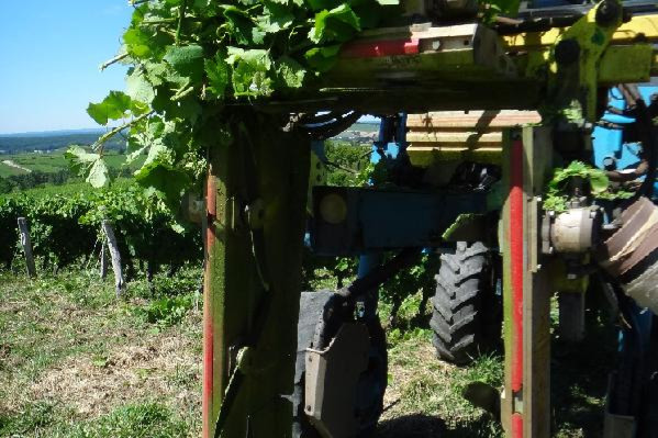 Nettoyer sa rogneuse, le geste à adopter pour lutter contre la flavescence dorée dans les vignes
