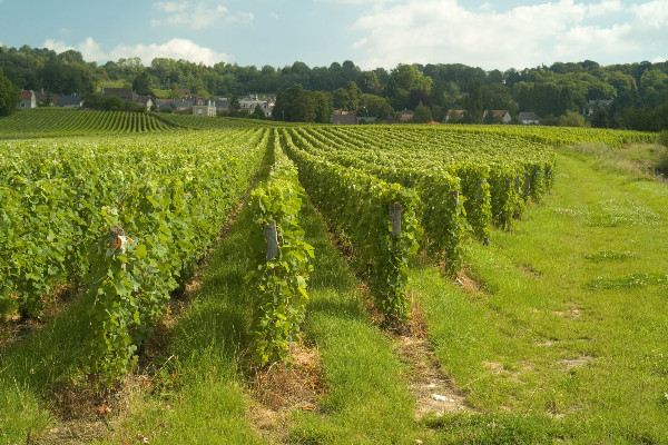 Plus de glyphosate dans l'interrang des vignes de Champagne