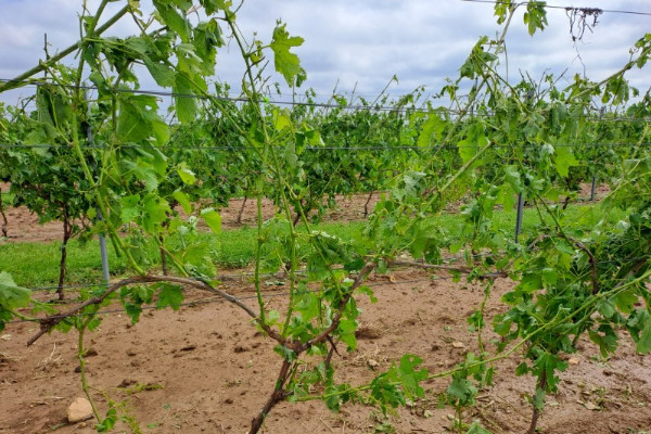 La grêle frappe ses 'premiers coups de semonce' dans le vignoble