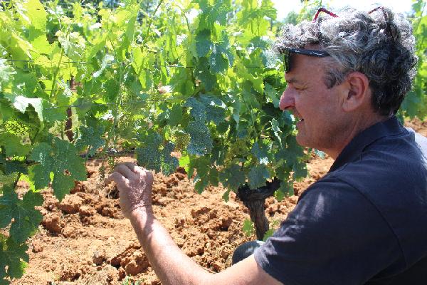 '15 à 20 % d'inflorescences en crosse', le mildiou provoque déjà des pertes de récolte
