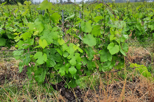 Un an après, les effets de la tornade se font encore sentir sur les vignes