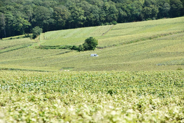 Retour à la normale sur le marché des vignes champenoises en ce début 2024