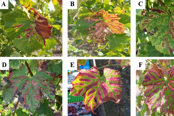 La sensibilité à l’esca de 46 cépages passée au crible