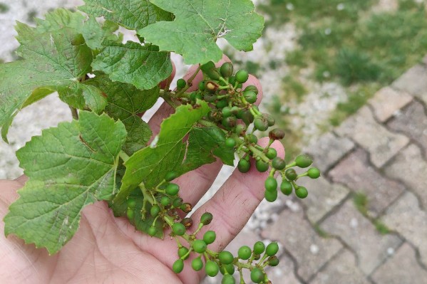La grêle plombe des raisins mais pas le moral des viticulteurs du Beaujolais