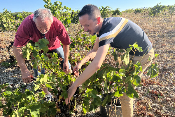 La France Insoumise 'ne veut pas la disparition de la viticulture, bien au contraire'