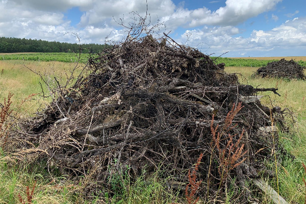 Arrachage doublement prolongé pour les vignes bordelaises